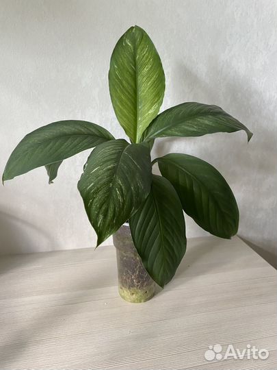 Спатифиллум канифоль