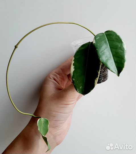 Stephanotis variegated