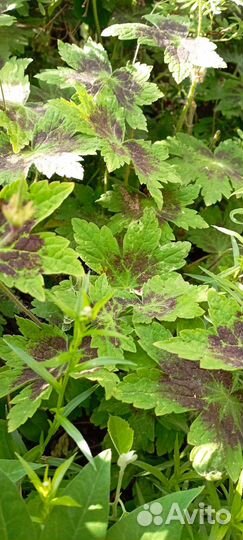 Многолетние цветы