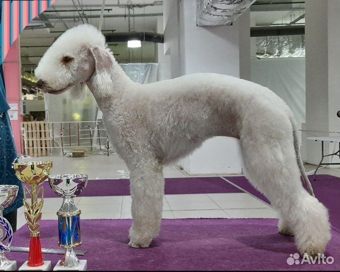 Щенки бедлингтон-терьера