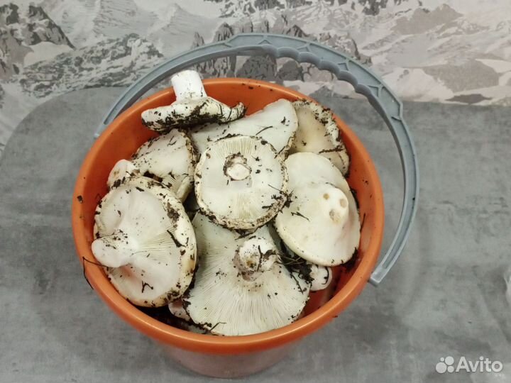 Грузди свежие