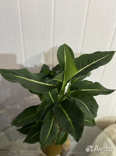 Интерьерные цветы