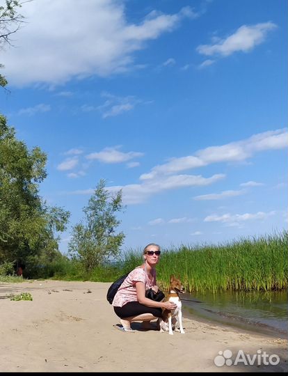 Выгул собак