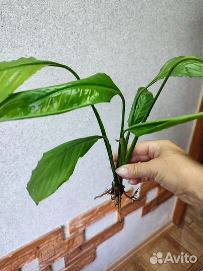 Продам цветы комнатные