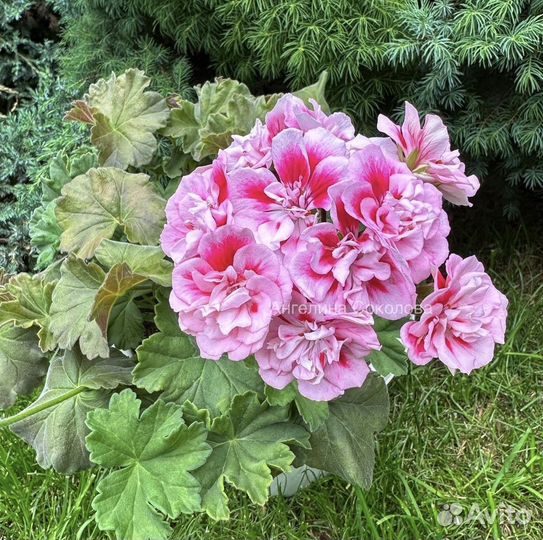 Пеларгония ла Остара