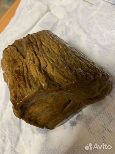 Бивень рог окаменелость