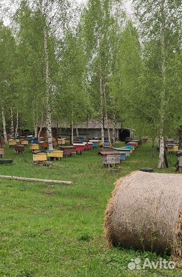 Пчелосемьи