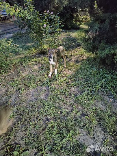 Собаки в дар бесплатно