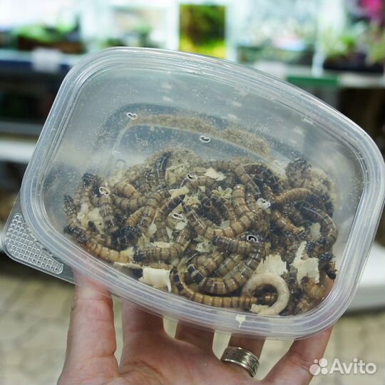 Сверчки, тараканы, зофобас, кормовые насекомые