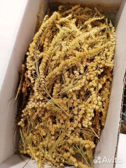 Сухоцветы для творчества мох