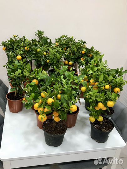 Мандариновое дерево