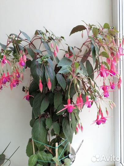 Фуксия комнатное растение