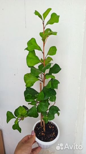 Цветы комнатные взрослые