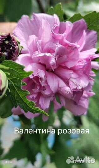 Сортовые гибискусы