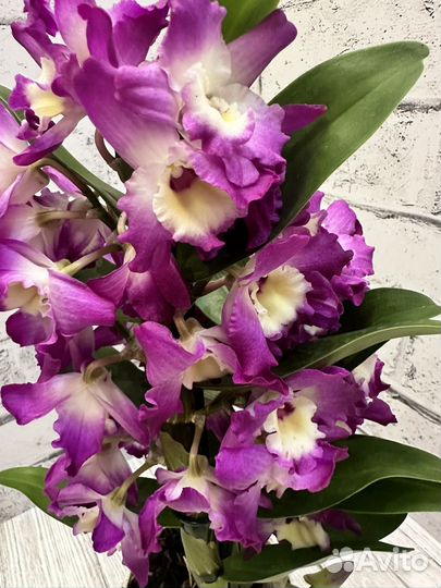 Дендробиум