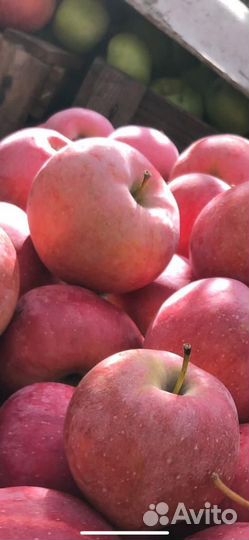 Яблоки