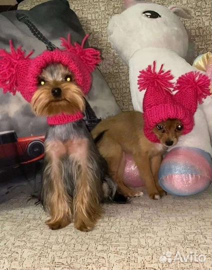 Вязание для животных