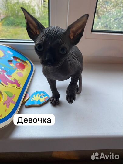 Канадский сфинкс котенок