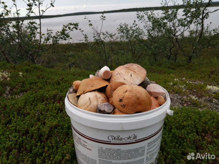 Грибы подосиновики