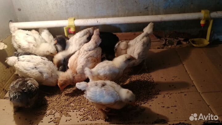 Цыплята несушки подрощенные