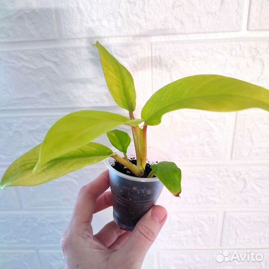 Филодендрон