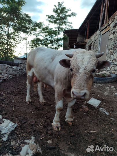 Бычки и другая живность вроде телят и телок