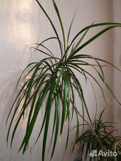 Пальма драцена