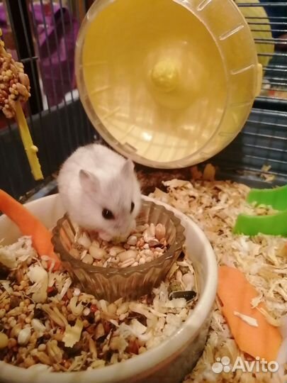 Джунгарский хомяк