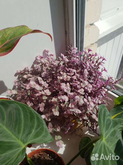 Каллизия золотая и розовая