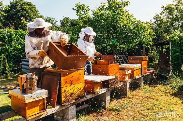 Мед натуральный алтайский оптом