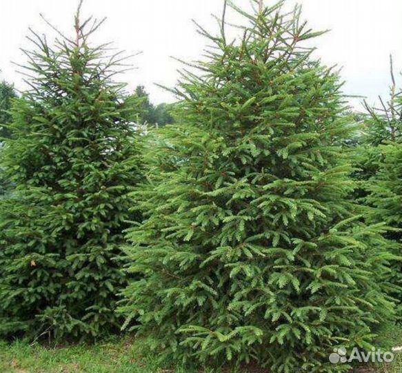 Живые елки
