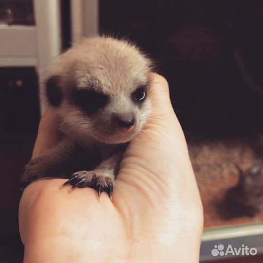 Сурикаты новорожденные