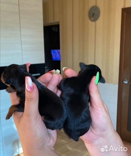 Щенки цвергпинчера (минидоберман)