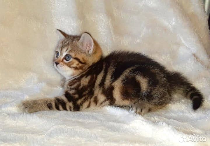 Британский котенок пушистик