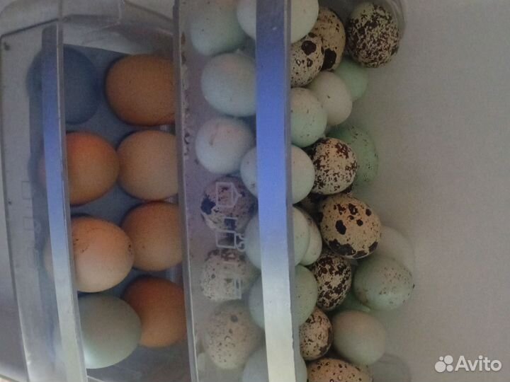 Яйца перепелиные и куриные продаю
