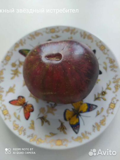 Семена помидор