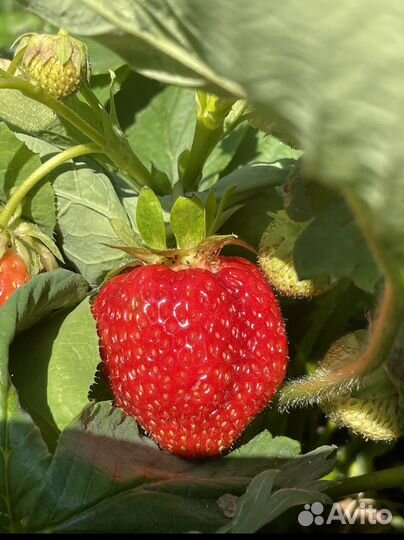 Клубника, малина