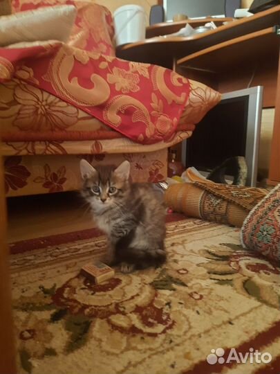 Кошка в дар бесплатно