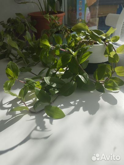 Комнатные растения цветы