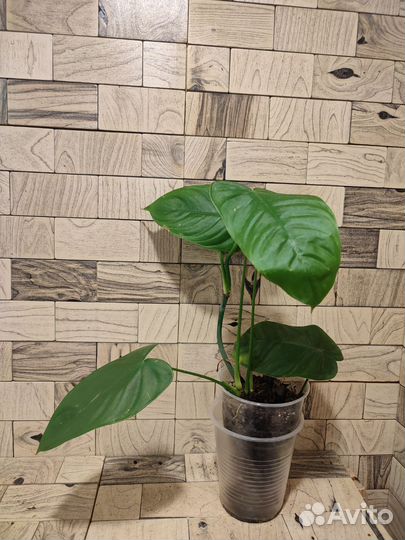 Филодендрон тенуа