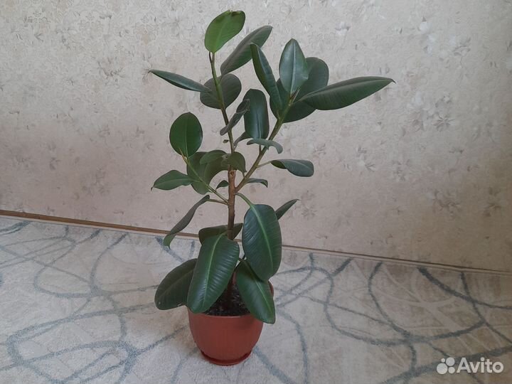 Комнатные цветы