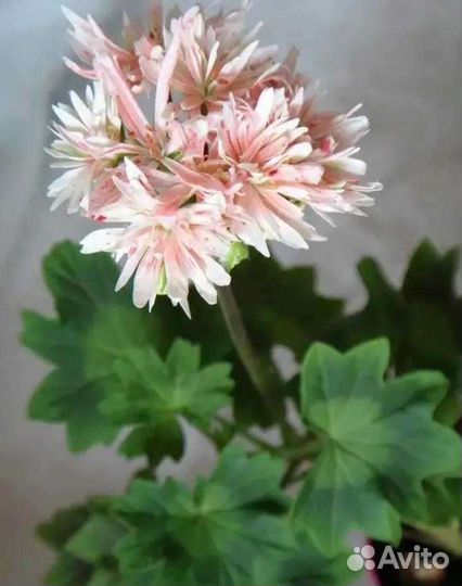 Королевские герани