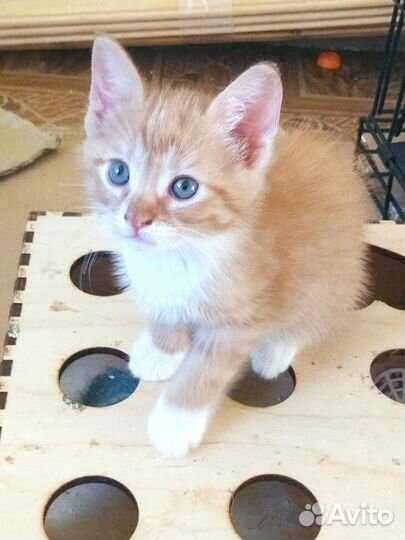 Котенок мальчик 1,5 мес