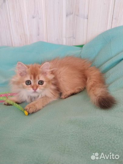 Британская золотая шиншилла