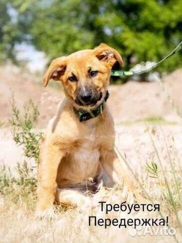 Собака щенок в добрые руки