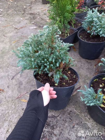 Туя колумна, Рейн голд,Вудварди,Европа голд Ель гл