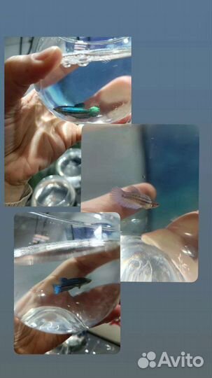 Самка Вуалевого петушка