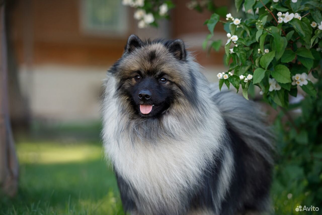 Как выбрать и ухаживать за кеесхондом