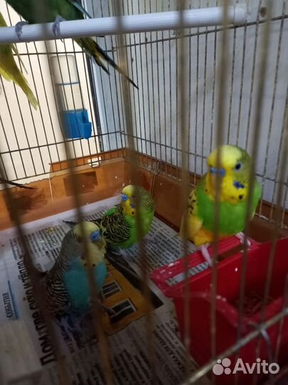 Попугайчики волнистые и кареллы