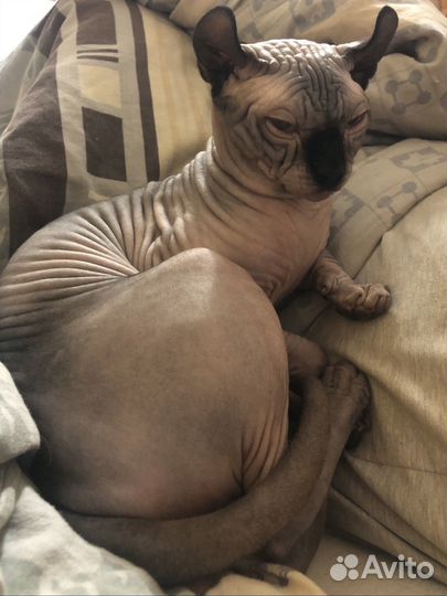 Канадский сфинкс эльф вязка